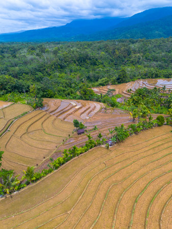 indonesia beauty landscape paddy fields in north bengkulu natural beautiful morning view from Indonesia of mountains and tropical forestの写真素材