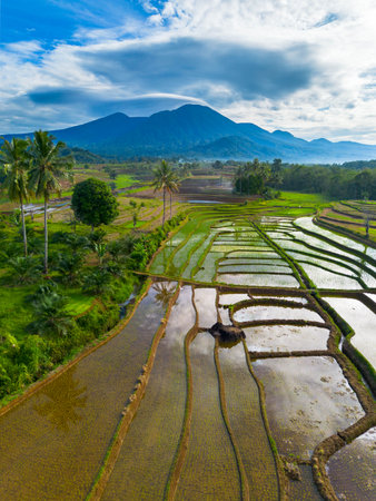 indonesia beauty landscape paddy fields in north bengkulu natural beautiful morning view from Indonesia of mountains and tropical forestの写真素材