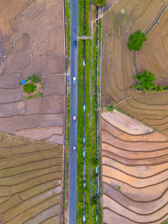 indonesia beauty landscape paddy fields in north bengkulu natural beautiful morning view from Indonesia of mountains and tropical forestの写真素材