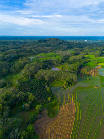 indonesia beauty landscape paddy fields in north bengkulu natural beautiful morning view from Indonesia of mountains and tropical forestの写真素材