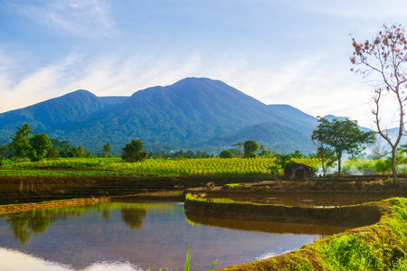 indonesia beauty landscape paddy fields in north bengkulu natural beautiful morning view from Indonesia of mountains and tropical forestの写真素材