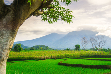 Terraced rice field in Bali island, Indonesia. Nature backgroundの写真素材