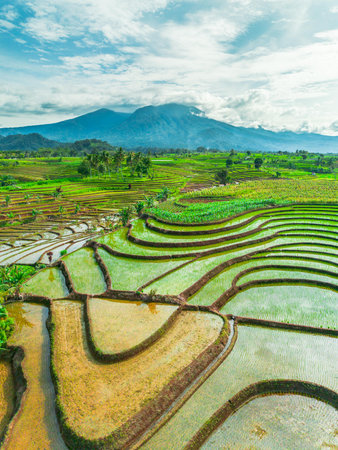 Rice fields on terraced of Bali island, Indonesia.の写真素材