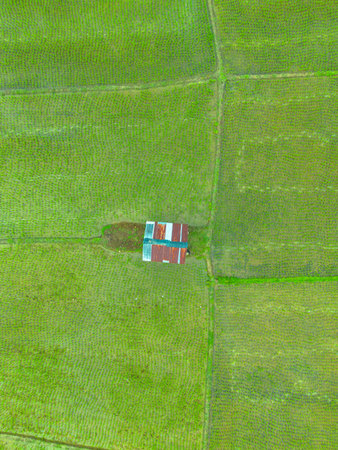 Aerial view of rice field in countryside, Thailand. Nature backgroundの写真素材