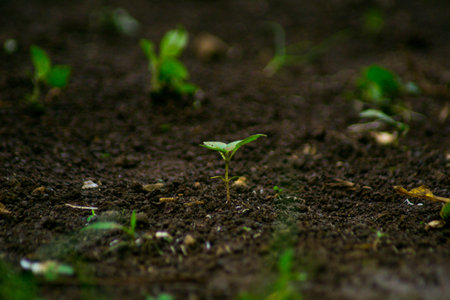 Green seedling in the ground. Young seedlings in the ground.