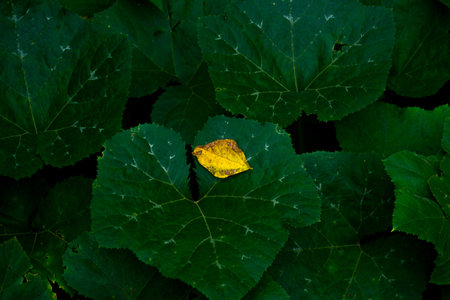Yellow leaf on green leaf background, close-up of leaves.
