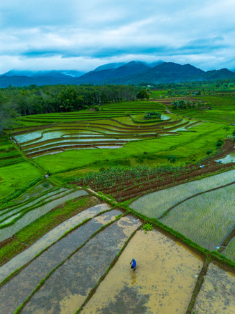 Aerial view of paddy rice terraces in countryside.の写真素材