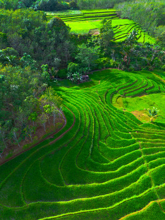 Rice fields on terraced of Mu Cang Chai, YenBai, Vietnamの写真素材