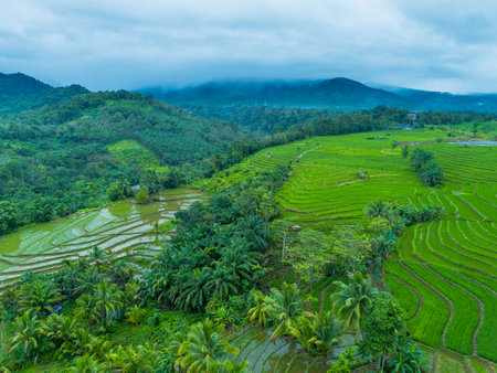 Terraced rice field in Bali, Indonesia. Rice cultivation in rainy season.の写真素材