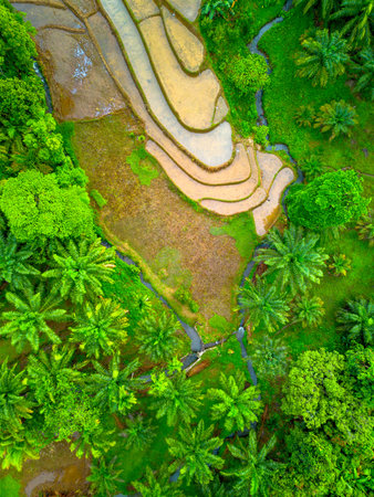 Aerial view of rice terraces in Ubud, Bali, Indonesia