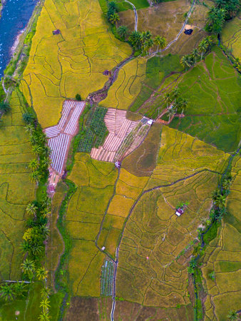 Aerial view of paddy rice terraces