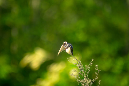 swallow bird sitting on a dry branch in the forest in summerの写真素材