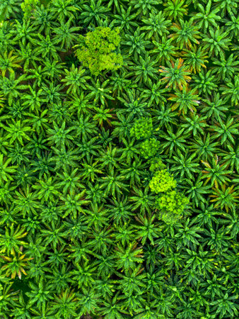 Top view of green plants in the forest. Natural background texture.