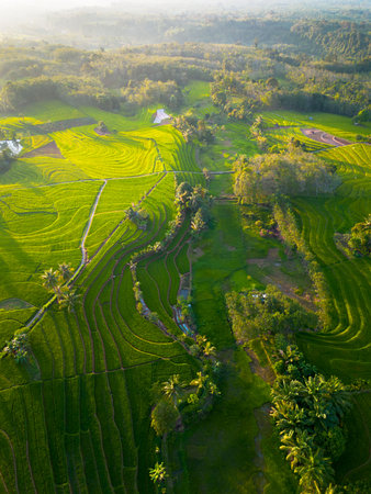 beautiful morning view indonesia panorama landscape paddy fields with beauty color and sky natural lightの写真素材