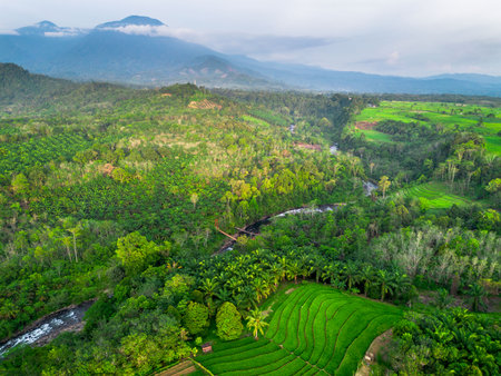 beautiful morning view indonesia panorama landscape paddy fields with beauty color and sky natural lightの写真素材