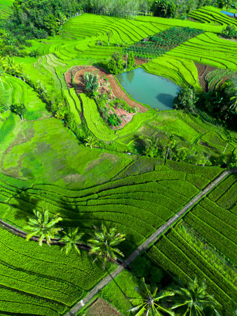 Aerial view of green rice terraces in Bali, Indonesiaの写真素材