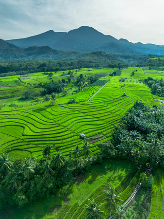 Rice fields on terraced of Bali island, Indonesia.の写真素材