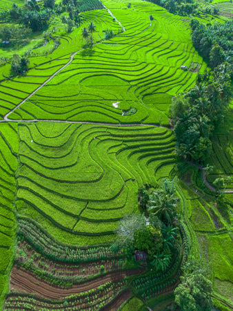 Aerial view of green rice terracesの写真素材