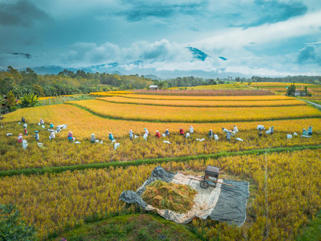 beautiful morning view indonesia panorama landscape paddy fields with beauty color and sky natural lightの写真素材