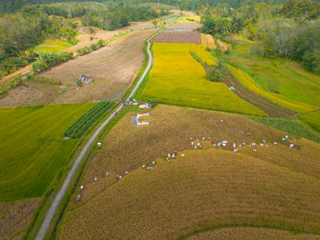 beautiful morning view indonesia panorama landscape paddy fields with beauty color and sky natural...