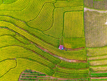 beautiful morning view indonesia panorama landscape paddy fields with beauty color and sky natural...