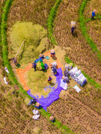 beautiful morning view indonesia panorama landscape paddy fields  with beauty color and sky natural...
