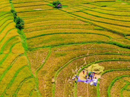 beautiful morning view indonesia panorama landscape paddy fields  with beauty color and sky natural lightの写真素材