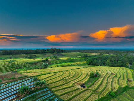 beautiful morning view panorama of indonesia agriculture industry rice fields with beautiful sky colors natural lightの写真素材