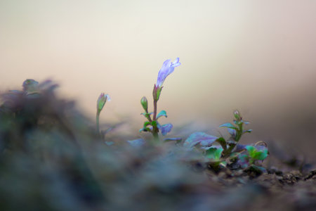 Nature canvas painted in hues of tranquilityの写真素材