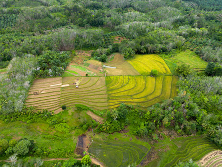 Aerial photo showing the contrast between natural green forest and agricultural land. Showing environmental conditions and the importance of preserving natureの写真素材