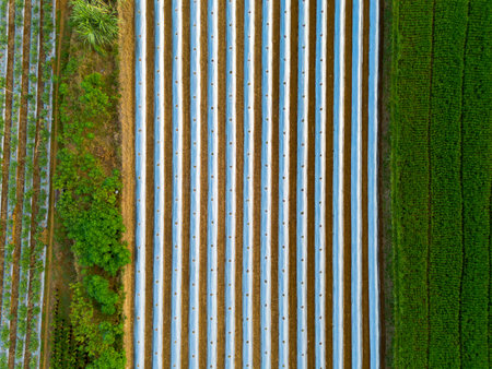 Beautiful morning view panorama landscape paddy fields with beauty color and sky natural lightの写真素材