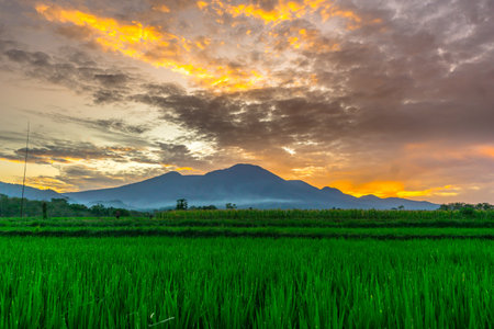 Beautiful morning view indonesia panorama landscape paddy fields with beauty color and sky natural lightの写真素材