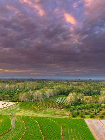 Beautiful morning view indonesia panorama landscape paddy fields with beauty color and sky natural...