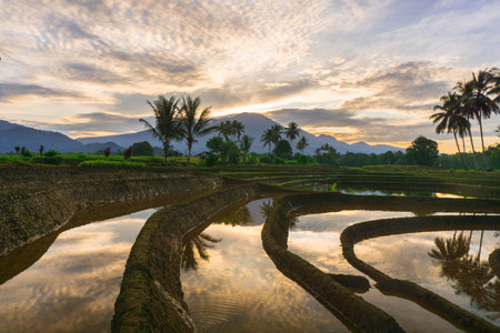 Beautiful morning view indonesia panorama landscape paddy fields with beauty color and sky natural lightの写真素材