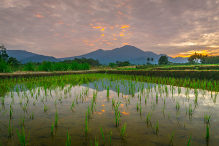 Beautiful morning view indonesia panorama landscape paddy fields with beauty color and sky natural...