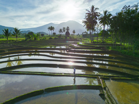 Beautiful morning view indonesia panorama landscape paddy fields with beauty color and sky natural lightの写真素材