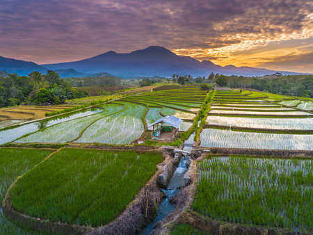 Beautiful morning view indonesia panorama landscape paddy fields with beauty color and sky natural lightの写真素材