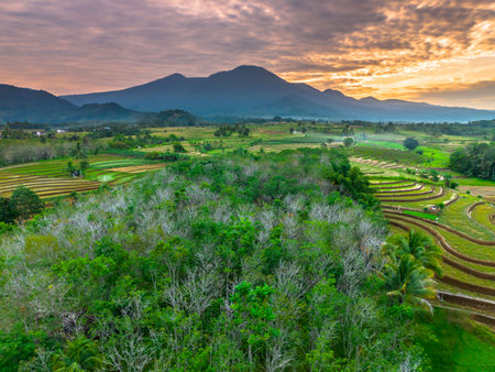 Beautiful morning view indonesia panorama landscape paddy fields with beauty color and sky natural lightの写真素材