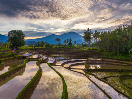 Beautiful morning view indonesia panorama landscape paddy fields with beauty color and sky natural lightの写真素材