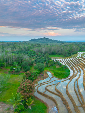 Beautiful morning view indonesia panorama landscape paddy fields with beauty color and sky natural lightの写真素材