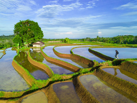 Beautiful morning view indonesia panorama landscape paddy fields with beauty color and sky natural lightの写真素材