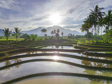 Beautiful morning view indonesia panorama landscape paddy fields with beauty color and sky natural lightの写真素材