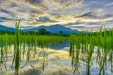 Beautiful morning view indonesia panorama landscape paddy fields with beauty color and sky natural...