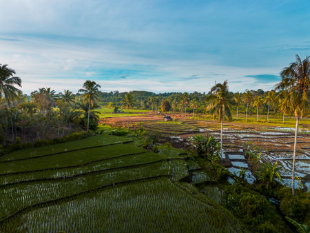 Beautiful morning view indonesia panorama landscape paddy fields with beauty color and sky natural lightの写真素材