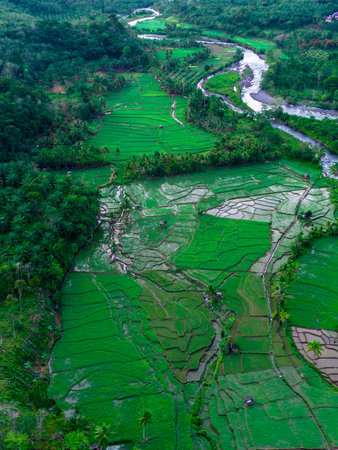 Beautiful morning view indonesia panorama landscape paddy fields with beauty color and sky natural lightの写真素材