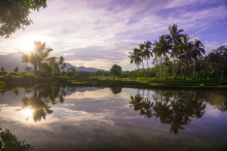 Beautiful morning view indonesia panorama landscape paddy fields with beauty color and sky natural...