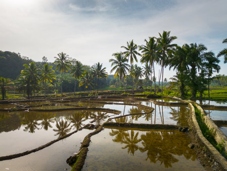 Beautiful morning view indonesia panorama landscape paddy fields with beauty color and sky natural lightの写真素材