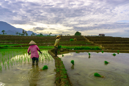Beautiful morning view indonesia panorama landscape paddy fields with beauty color and sky natural lightの写真素材