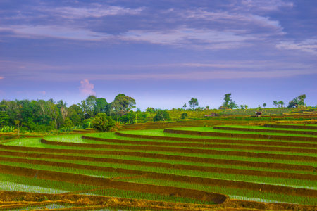 Beautiful morning view indonesia panorama landscape paddy fields with beauty color and sky natural lightの写真素材