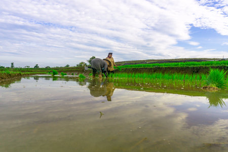 Beautiful morning view indonesia panorama landscape paddy fields with beauty color and sky natural lightの写真素材